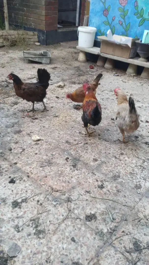 مرغ و خروس محلی|حیوانات مزرعه|اهواز, پردیس|دیوار