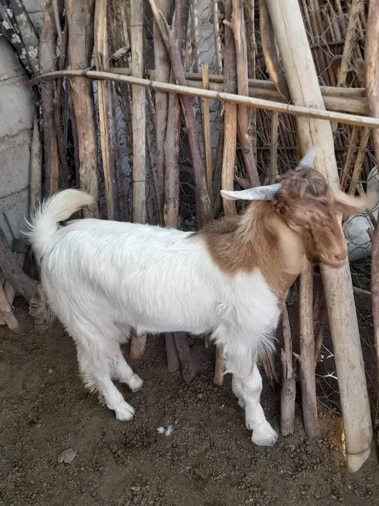 چپشت|حیوانات مزرعه|جیرفت, |دیوار