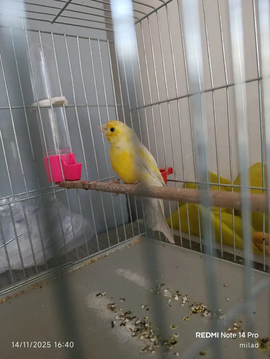 قناری نر|پرنده|کبودرآهنگ, |دیوار