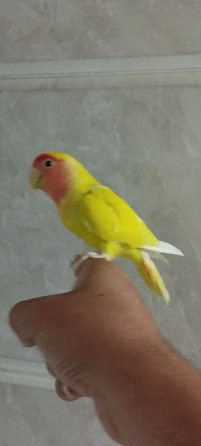کوتوله صورت هلویی زرد دستی|پرنده|اردکان, |دیوار