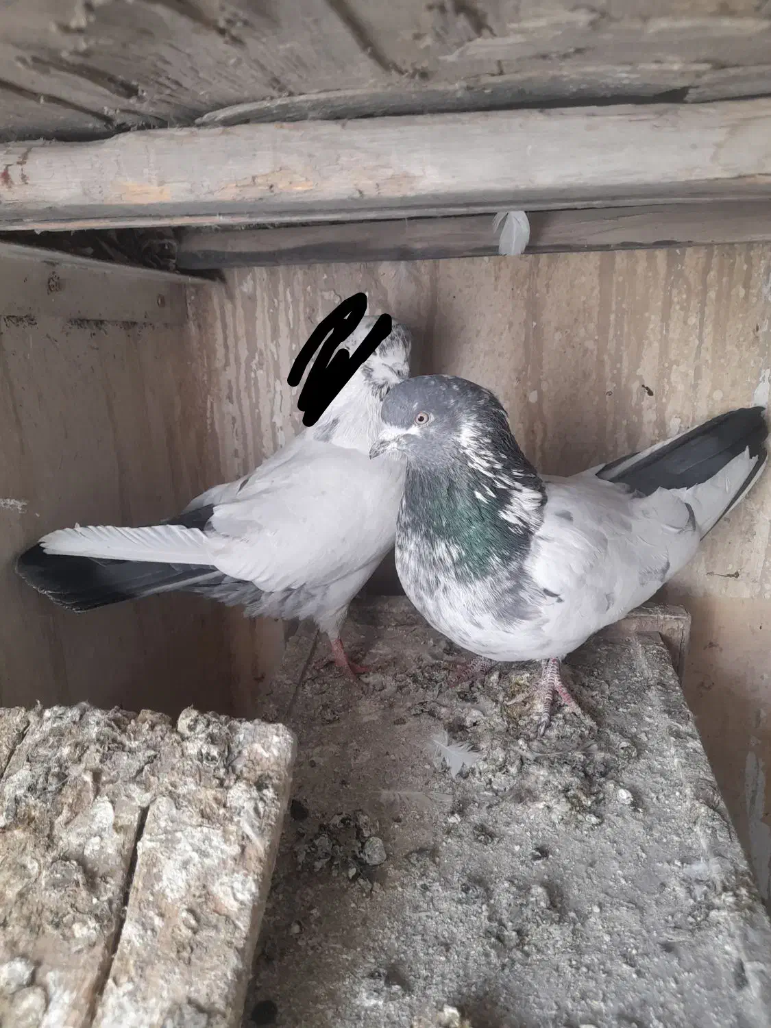 دم سبز|حیوانات|کبودرآهنگ, |دیوار