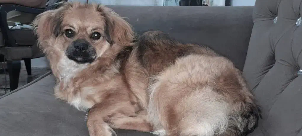 سگ شیتزو|سگ|بندرعباس, |دیوار