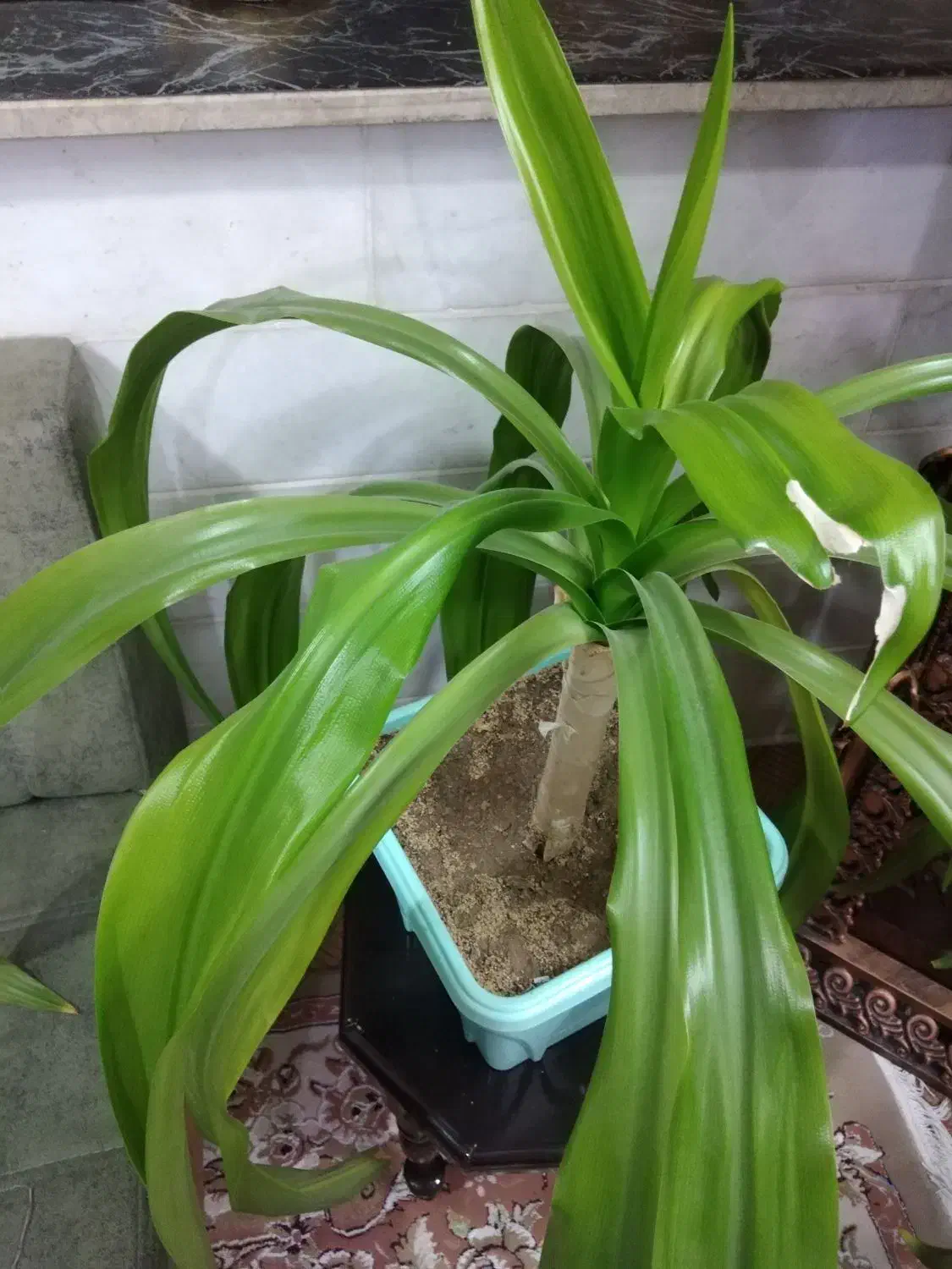 گل سوسن|گل و گیاه طبیعی|یزد, |دیوار