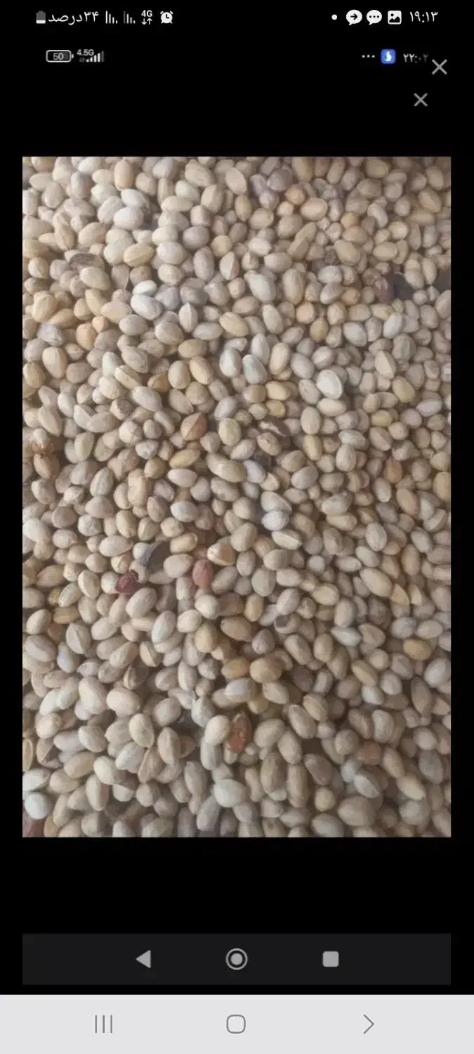 خر ی د ضایعات  پسته وپو ک شکن|خدمات باغبانی و درختکاری|اردکان, |دیوار