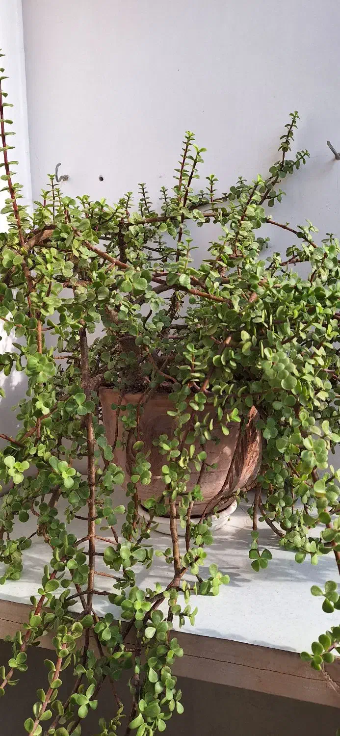 گل خرفه‌‌ای|گل و گیاه طبیعی|تربت جام, مطهری|دیوار