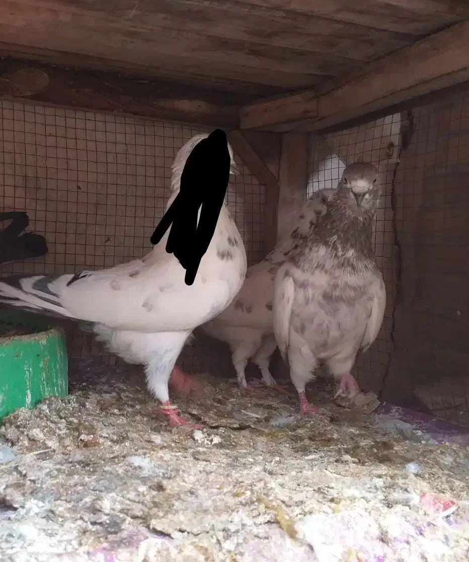 کفتر نر کله ای پرشی|پرنده|فولادشهر, A4|دیوار