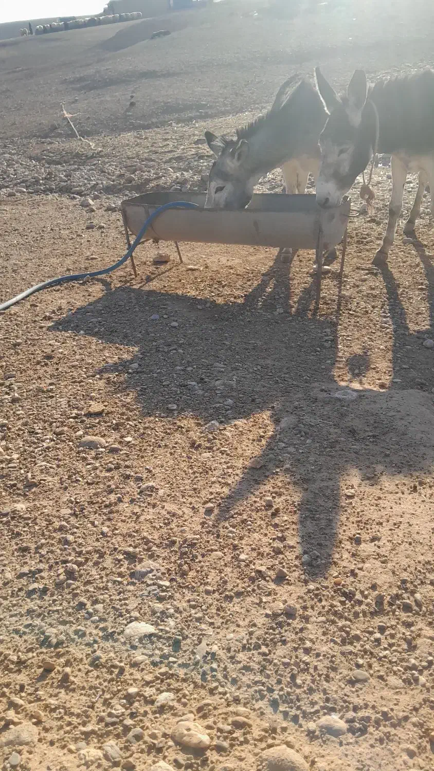 الاغ|حیوانات مزرعه|اندیمشک, |دیوار