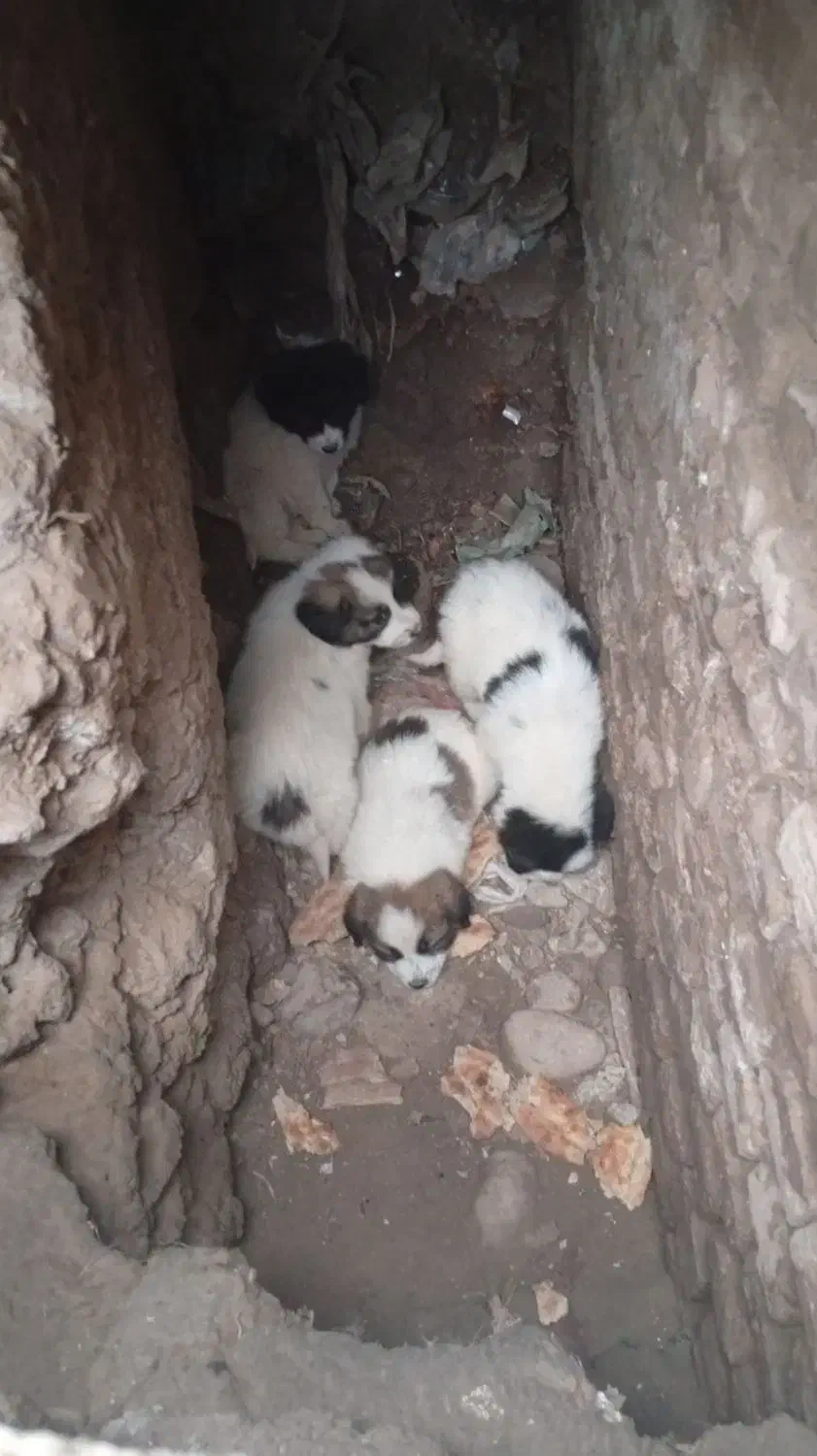 توله سگ|سگ|مزرعه کتول, |دیوار