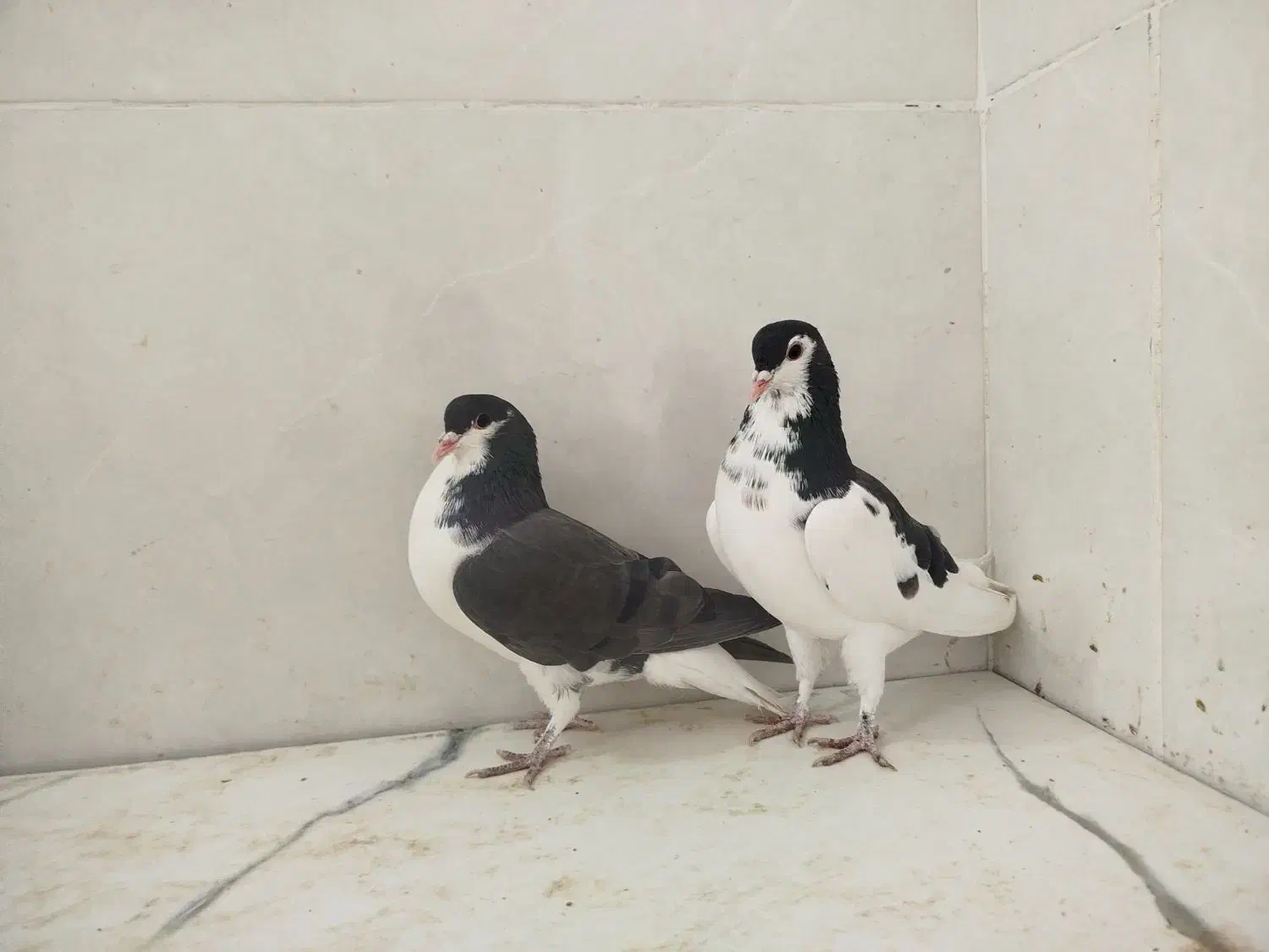 کبوتر|پرنده|اقلید, |دیوار