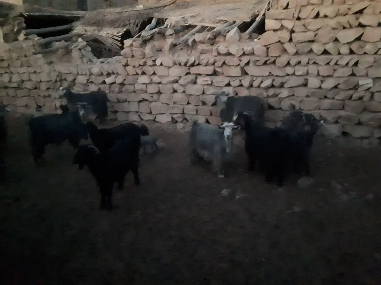 تعداد۳۰ راس بز وبی|حیوانات مزرعه|پلدختر, |دیوار