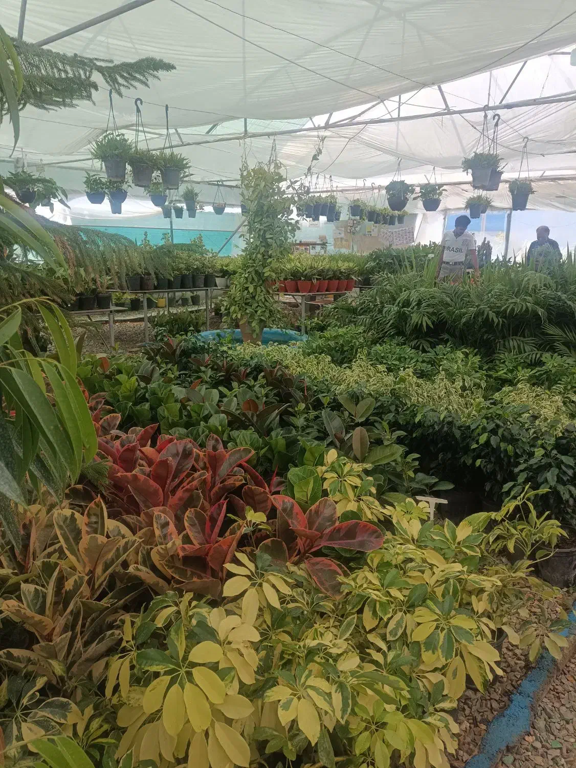 انواع گلهای اپارتمانی باکیفیت بسیار بالا|گل و گیاه طبیعی|پیر بکران, |دیوار