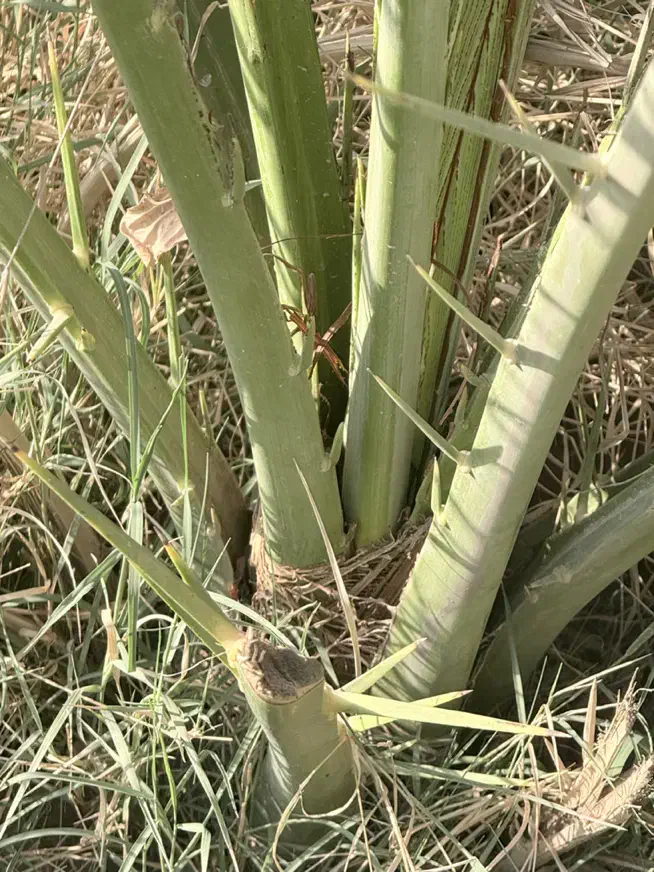 فروشی|گل و گیاه طبیعی|آبپخش, |دیوار