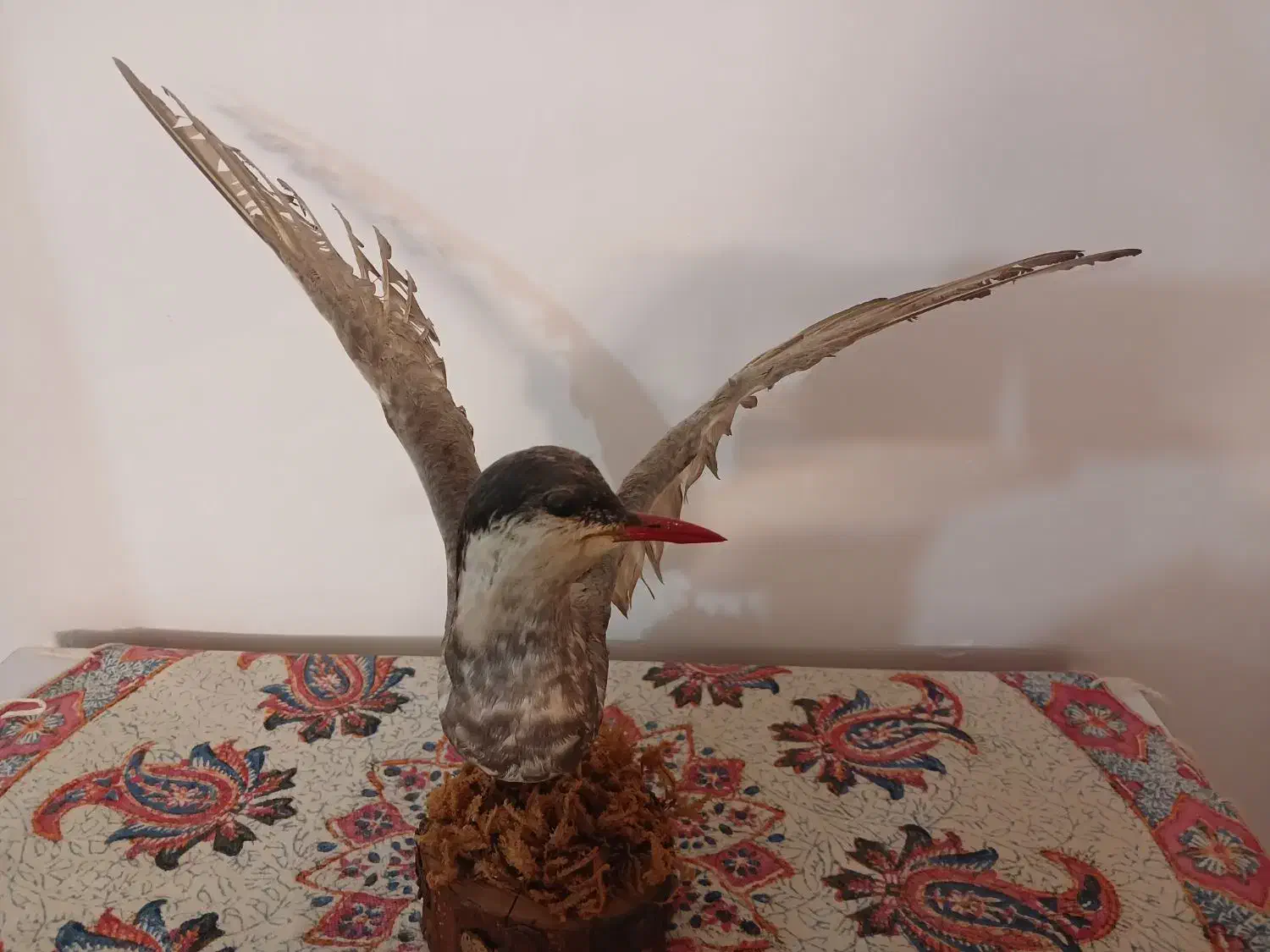 پرنده تزئینی|مجسمه، تندیس، ماکت|خرمآباد, |دیوار