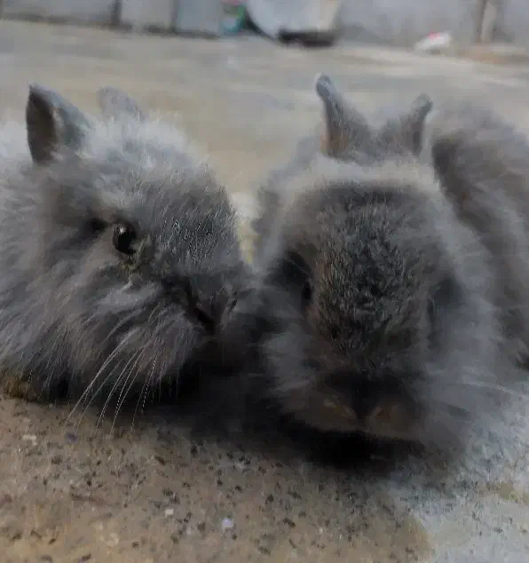 خرگوش|موش و خرگوش|میناب, |دیوار