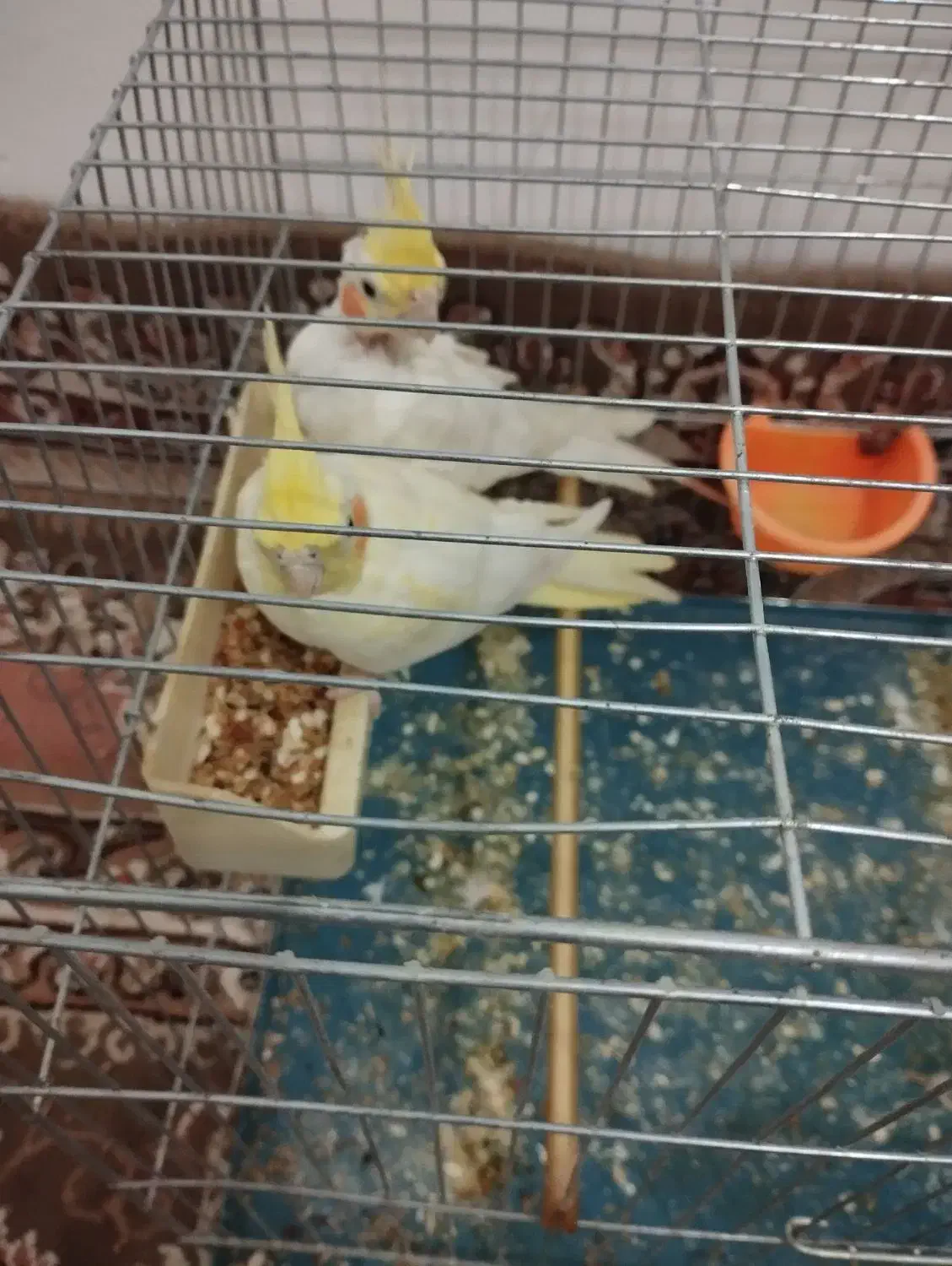 عروس هلندی|پرنده|کبودرآهنگ, |دیوار