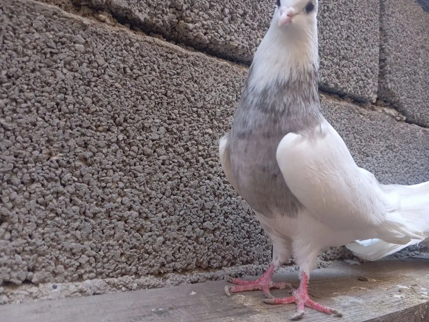 طوقی|پرنده|خورموج, |دیوار