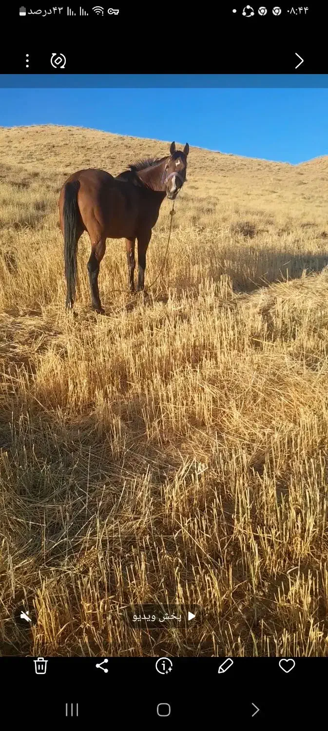 اسب ماده ۵سال ۳ماه آبستن|اسب و تجهیزات اسب‌سواری|زنجان, |دیوار