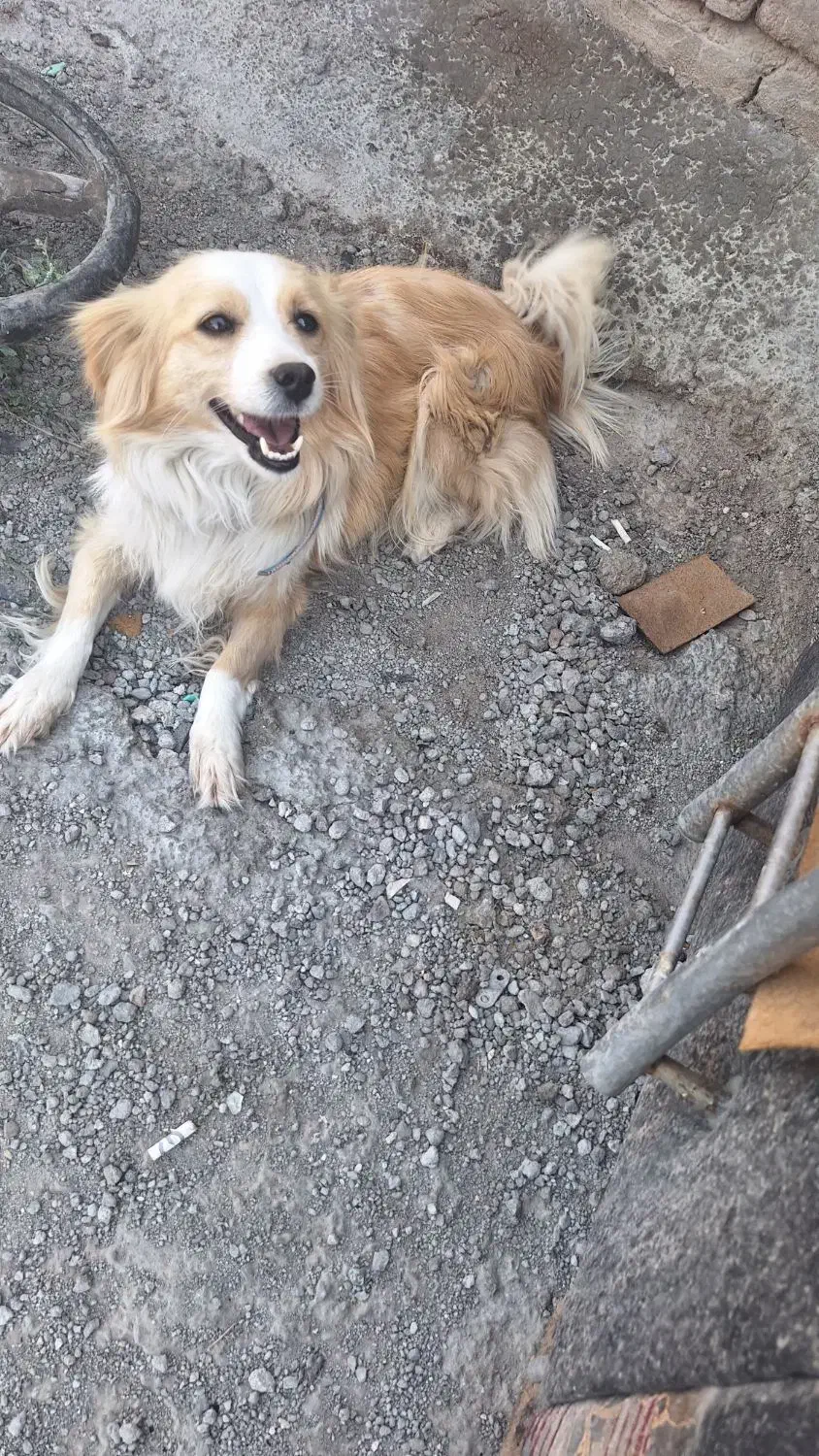 واگذاری|سگ|سهند, |دیوار