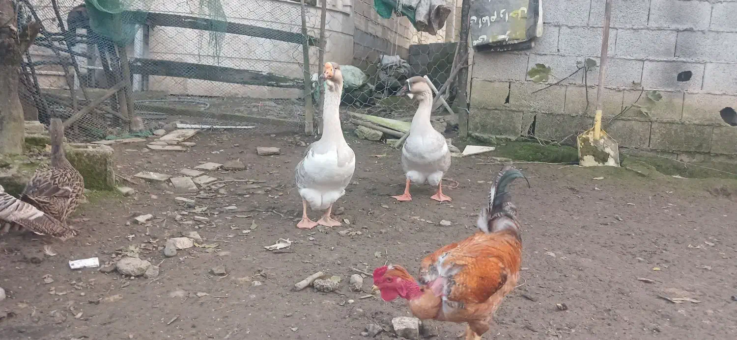 قوغاز اصیل نروماده|حیوانات مزرعه|ماسال, |دیوار