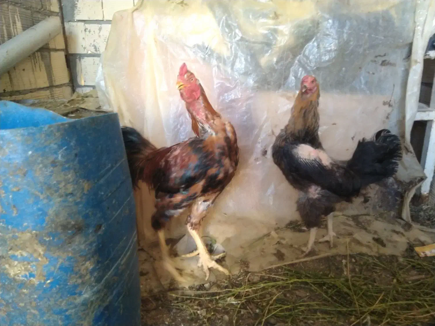 خروس لاری مرغ لاری نیمچه|حیوانات مزرعه|تربتحیدریه, حسنی بالا|دیوار