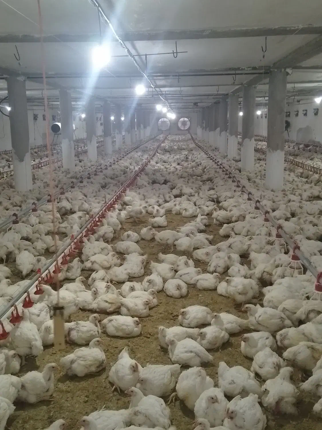 کارگرمرغداری|استخدام خدمات فروشگاه و رستوران|رستمآباد, |دیوار