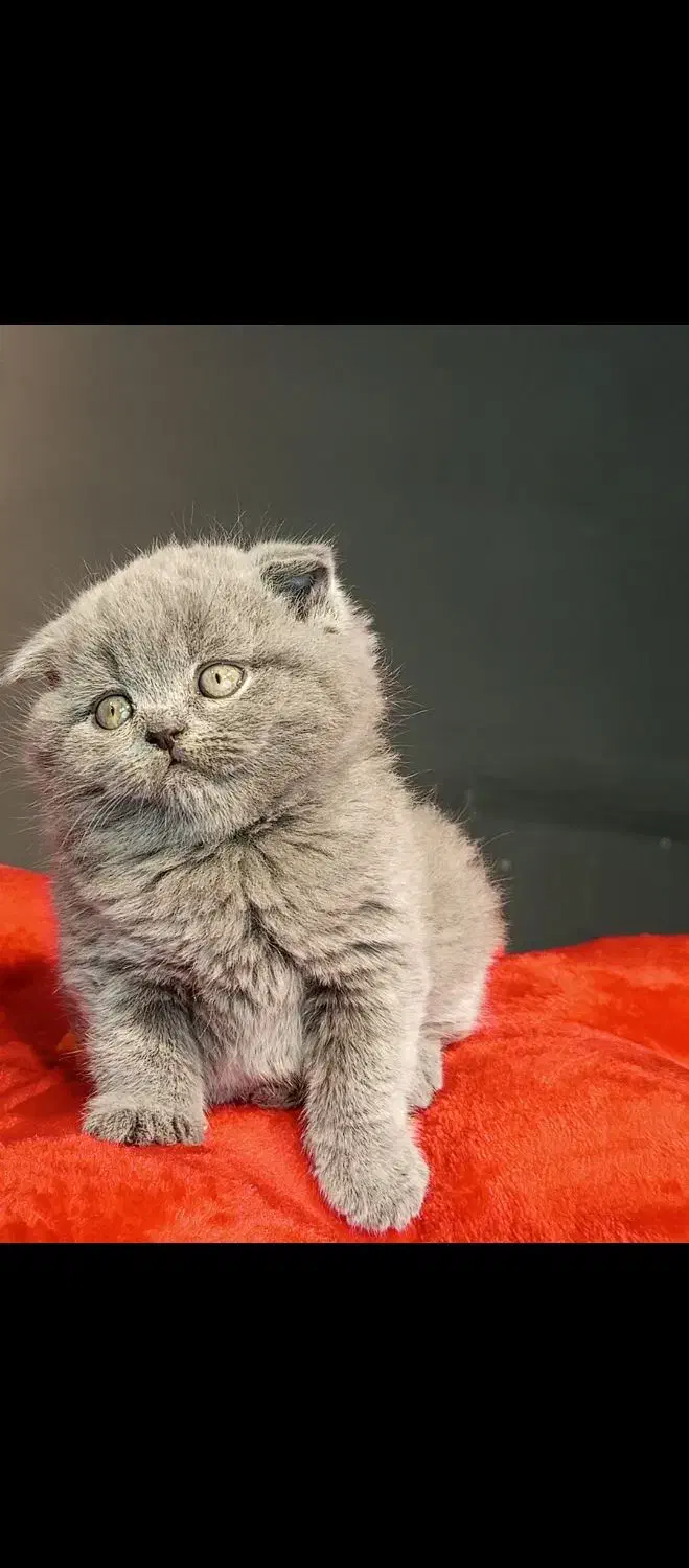 اسکاتیش بلو وارداتی|گربه|تهران, تهرانسر مرکزی|دیوار