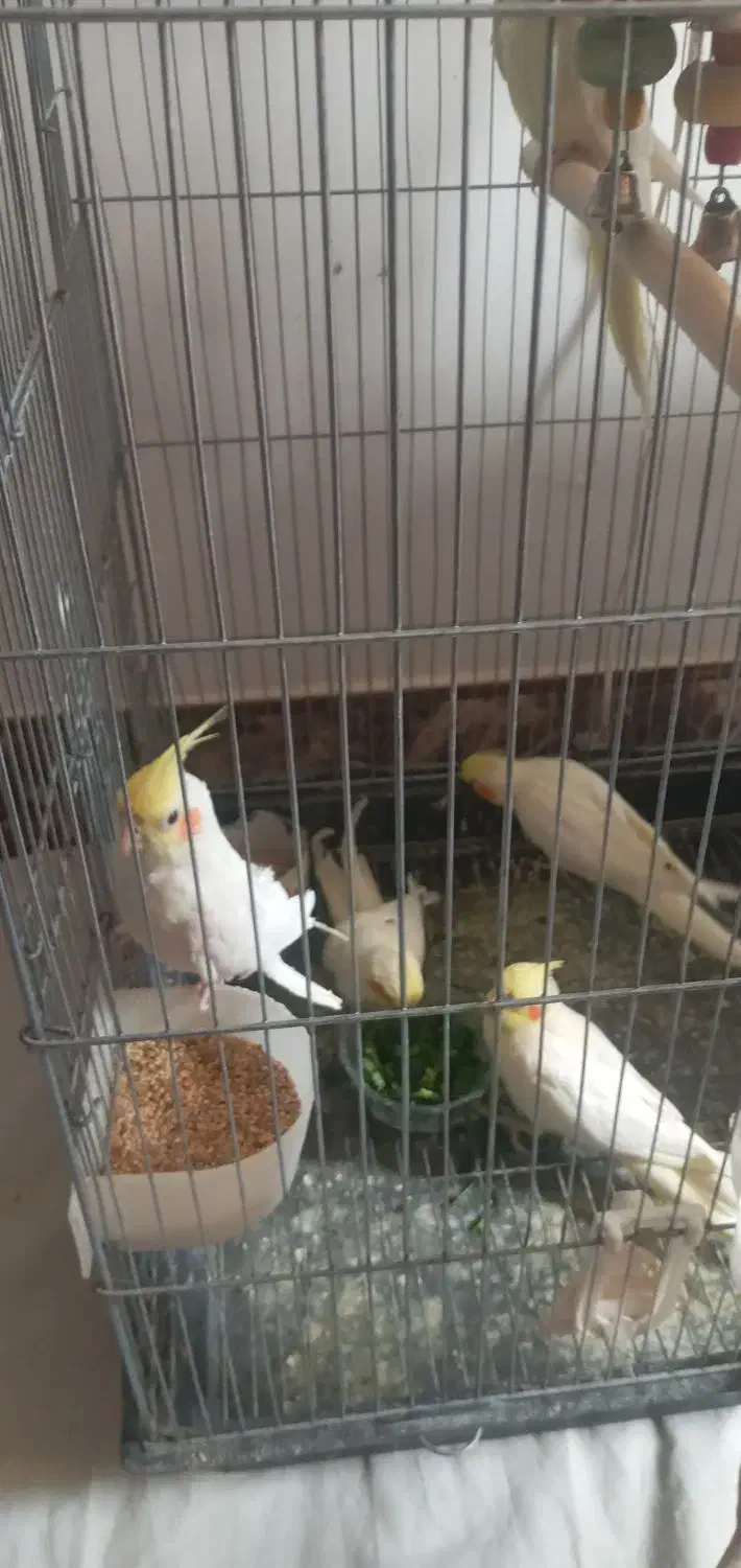 فروش جوجه عروس هلندی|پرنده|محلات, |دیوار