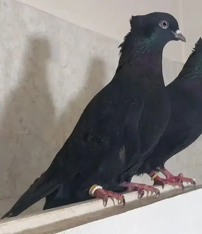 کبوترزاغ کاکلی|حیوانات|کرج, کوی کارمندان جنوبی|دیوار