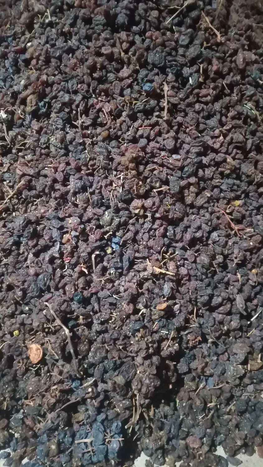 کشمش جهت آبگیری|خوردنی و آشامیدنی|لیلان, |دیوار