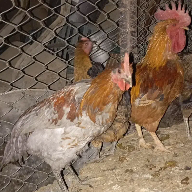 فروشی|حیوانات مزرعه|داراب, |دیوار