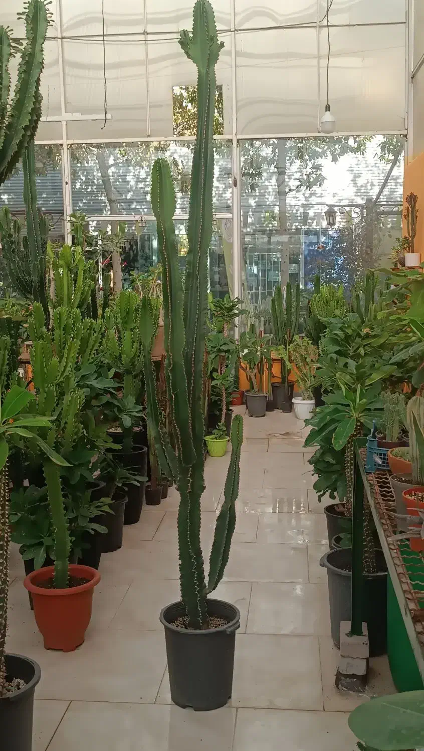 انواع افوربیا|گل و گیاه طبیعی|مشهد, شهرک صنعتی توس|دیوار