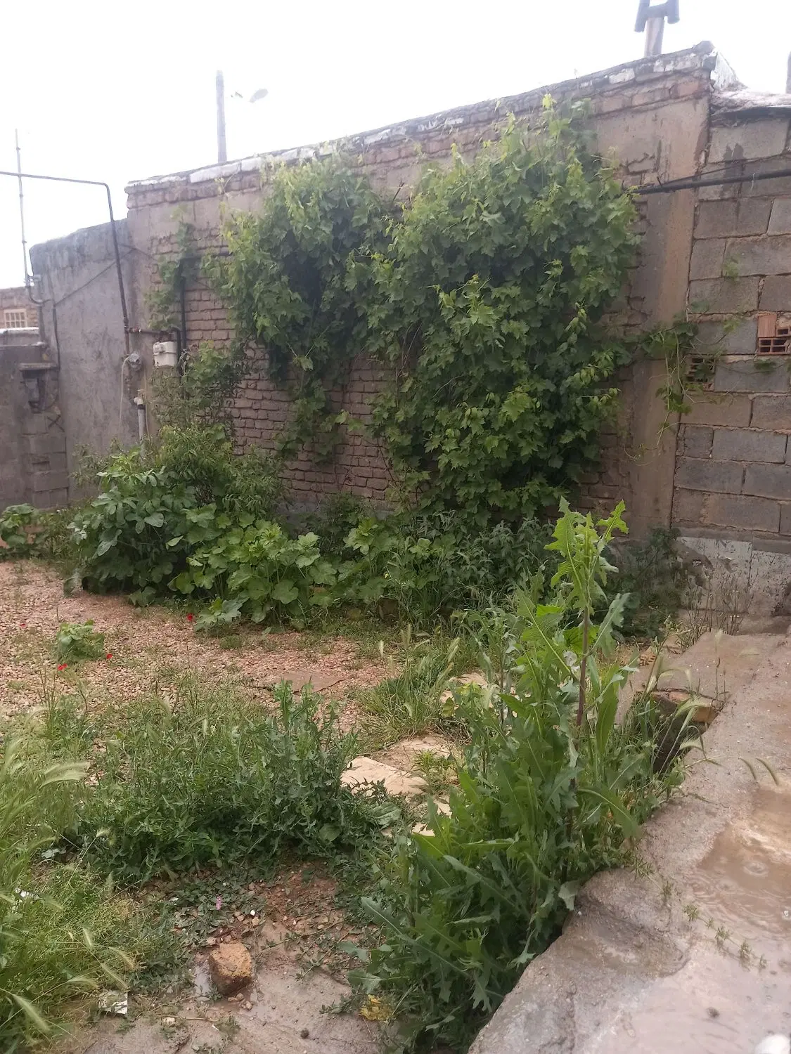 خانه|فروش زمین و ملک کلنگی|بجنورد, |دیوار
