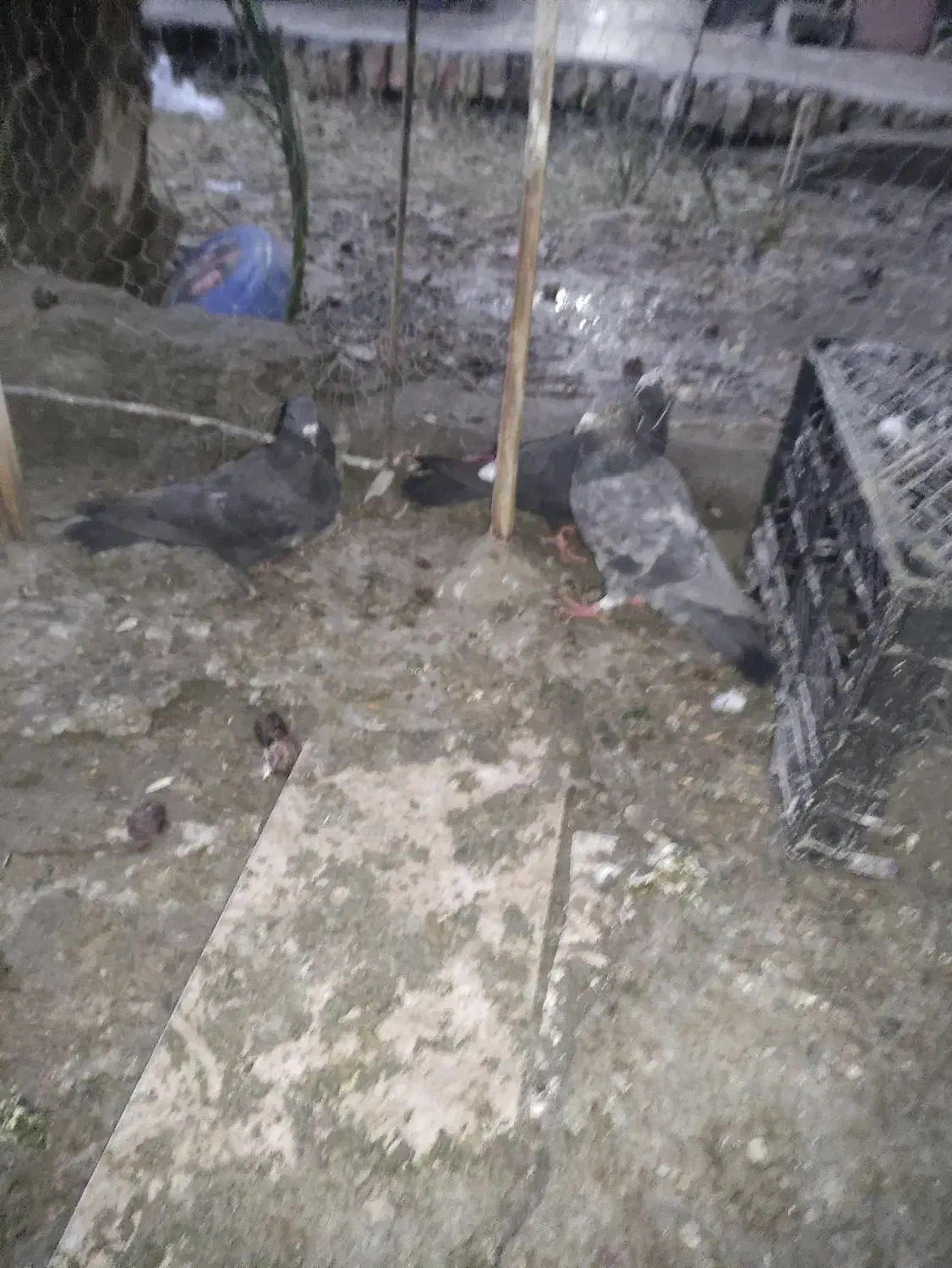 کبوتر|پرنده|سراوان, |دیوار