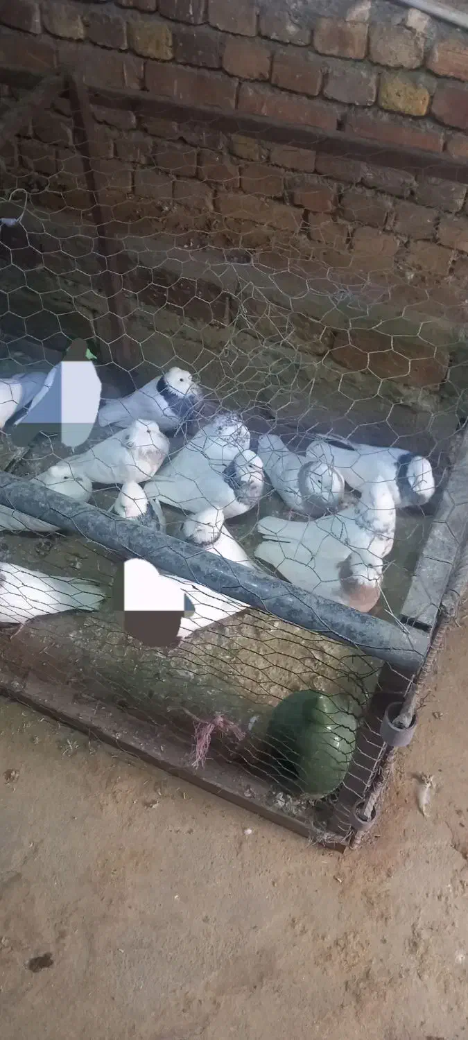 کفتر طوقی|پرنده|صحنه, |دیوار