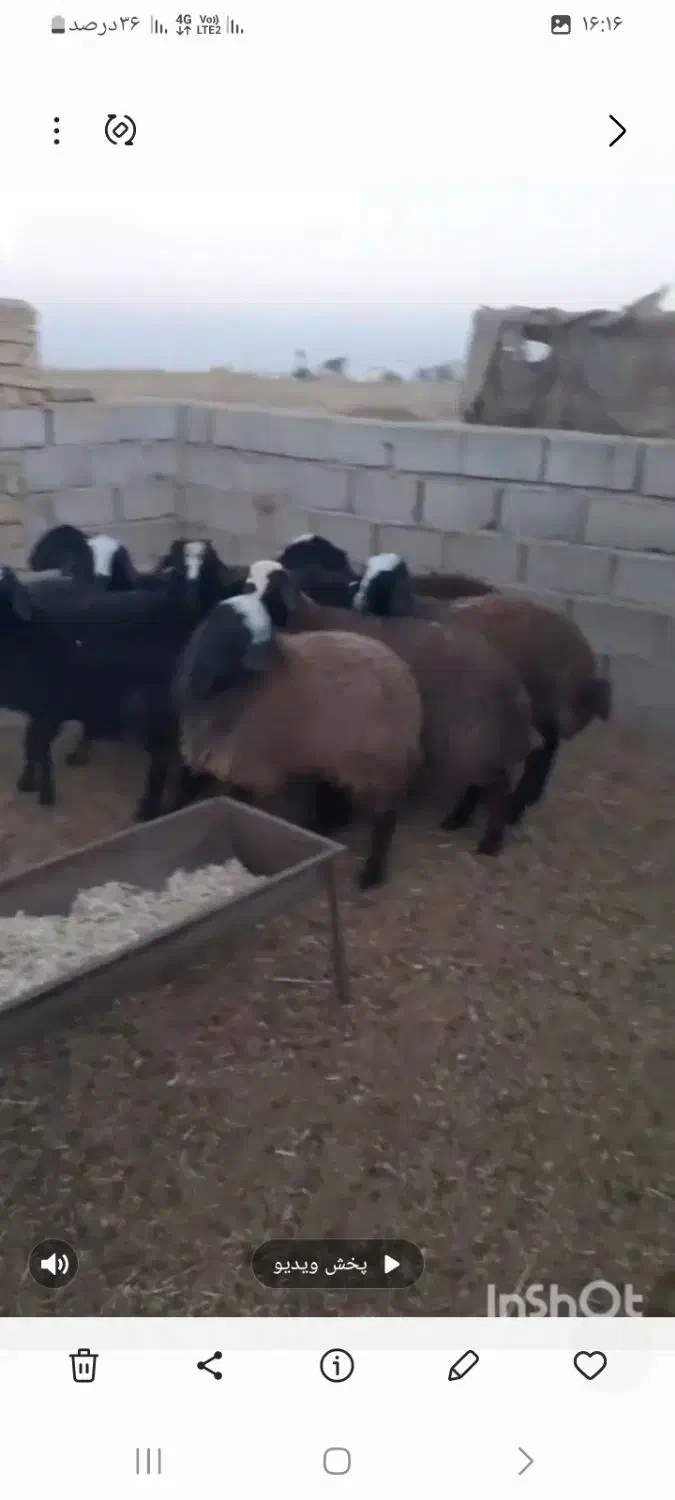 بره ماده شال|حیوانات مزرعه|شال, |دیوار