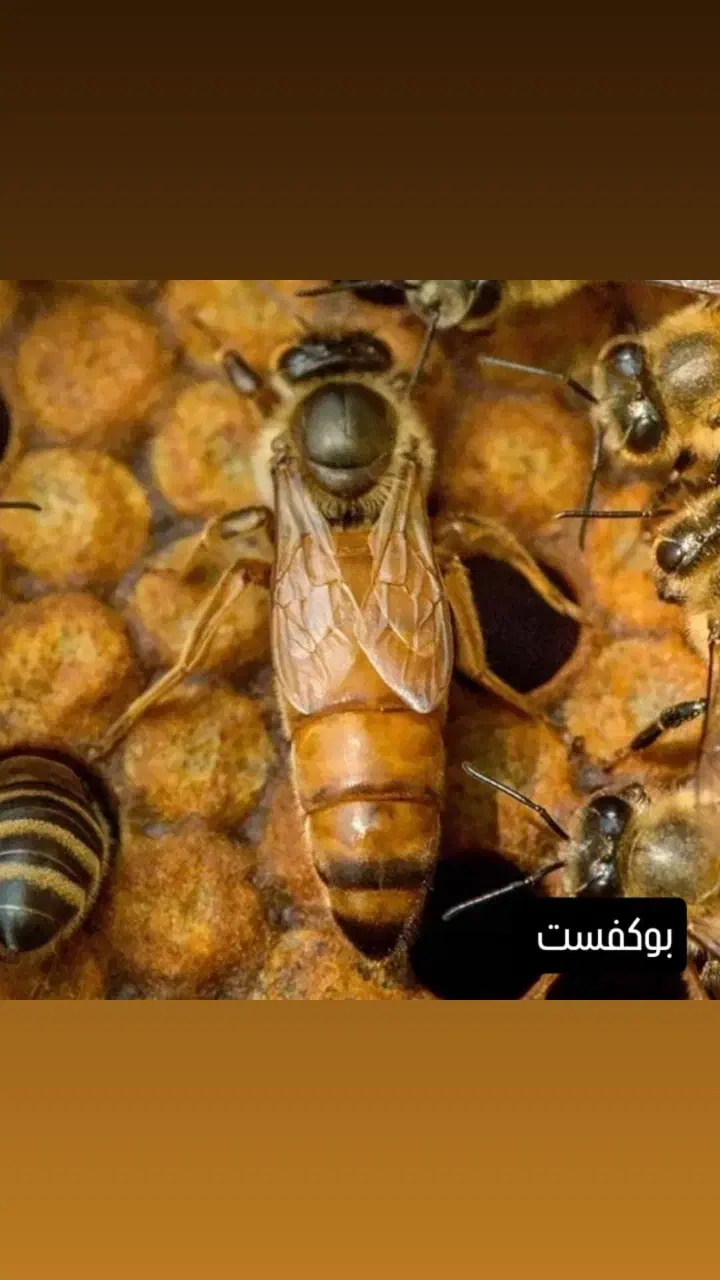 فروش کندو و ملکه زنبور عسل|حیوانات مزرعه|تهران, افسریه شمالی|دیوار