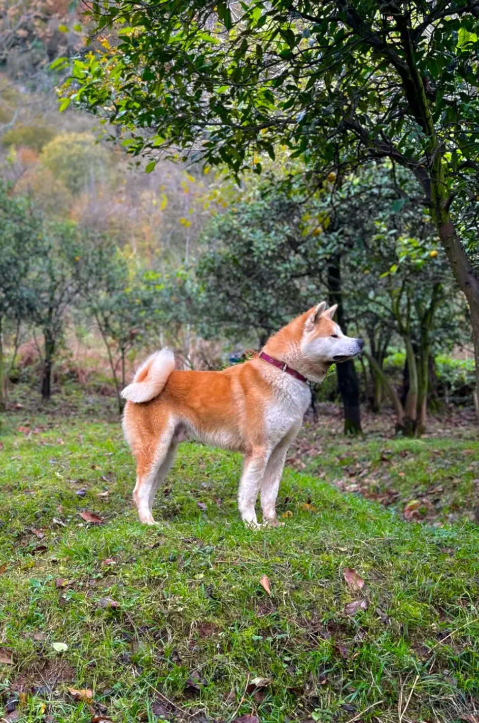 فروش آکیتا ژاپنی|سگ|چابکسر, |دیوار