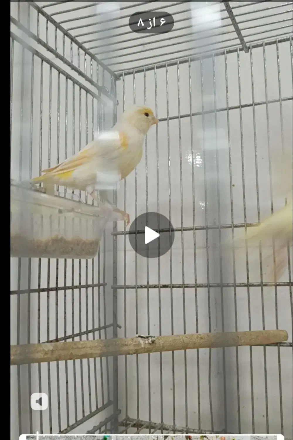 ماده مزایکی|پرنده|رشت, چمارسرا|دیوار