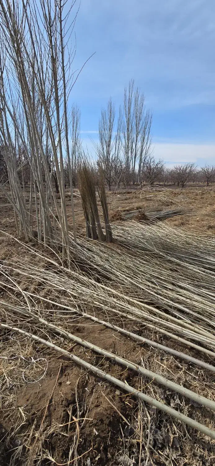 اگه رشد می‌خوای،صنوبر بهترین انتخابه|خدمات باغبانی و درختکاری|بابل, |دیوار
