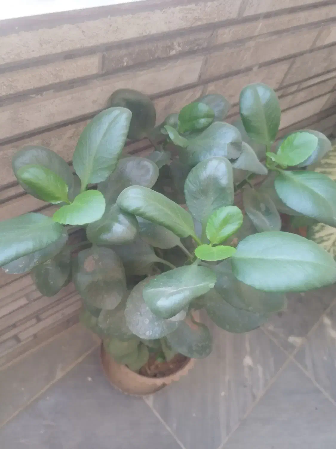 تعدادی گل طبیعی سرحال زیر قیمت|گل و گیاه طبیعی|یاسوج, |دیوار