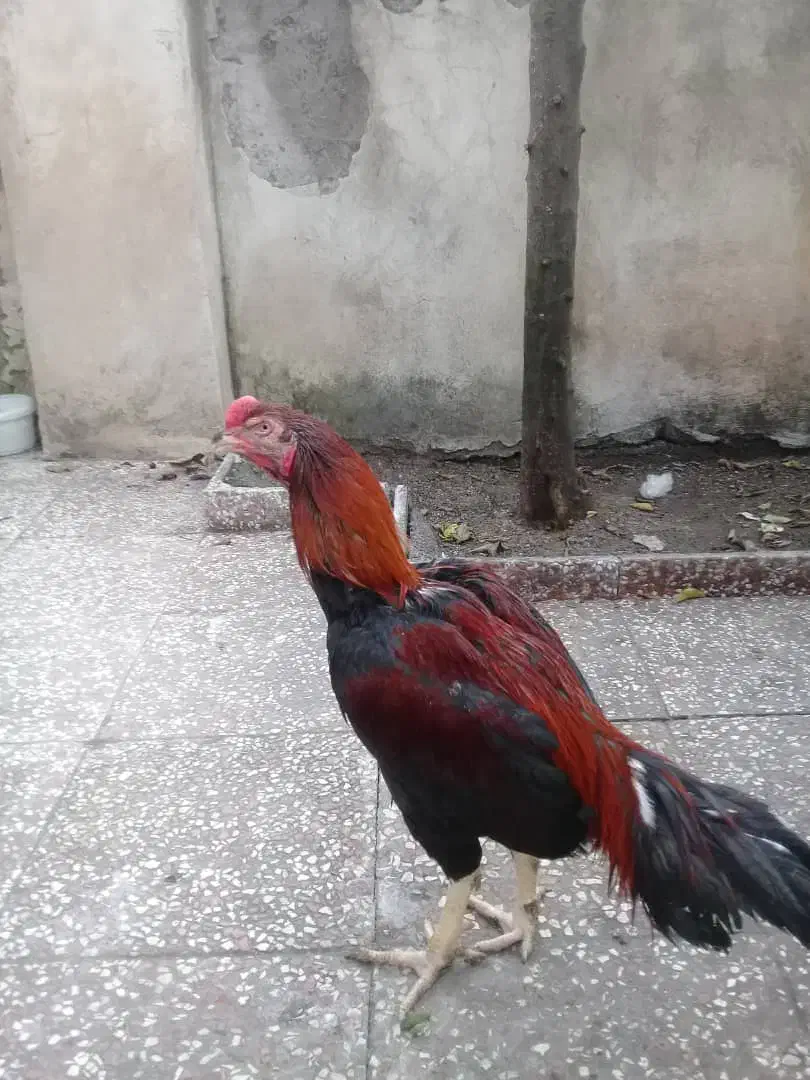 خروس لاری تاج مهر|حیوانات مزرعه|رشت, ترمینال|دیوار