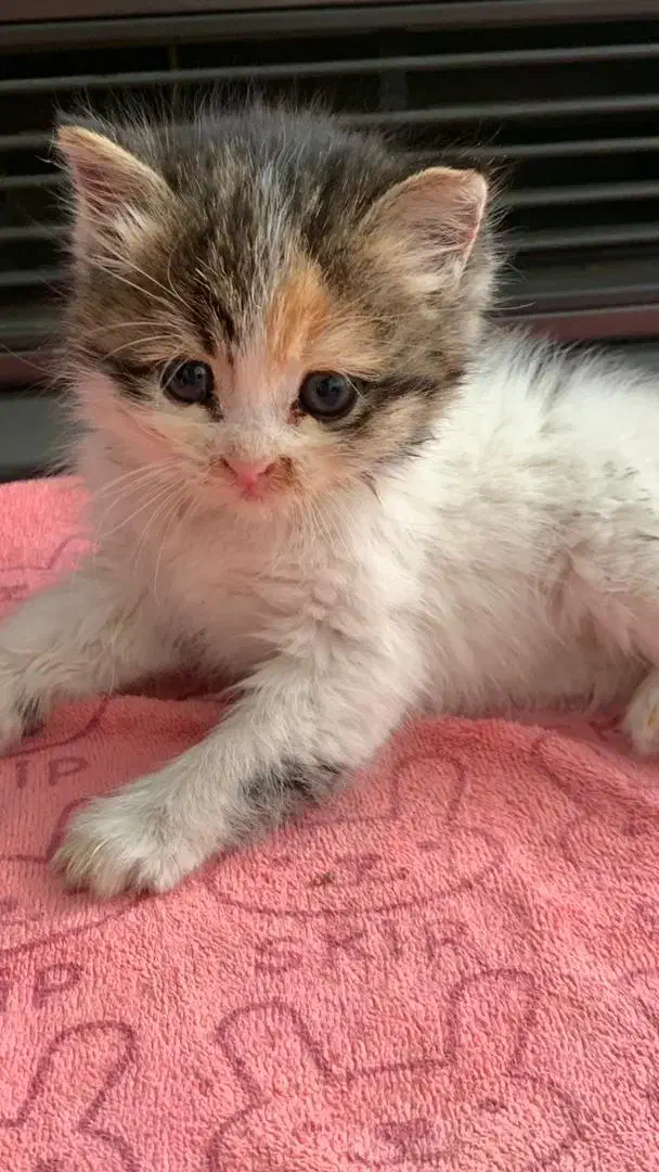 گربه خشوک|گربه|یزد, |دیوار