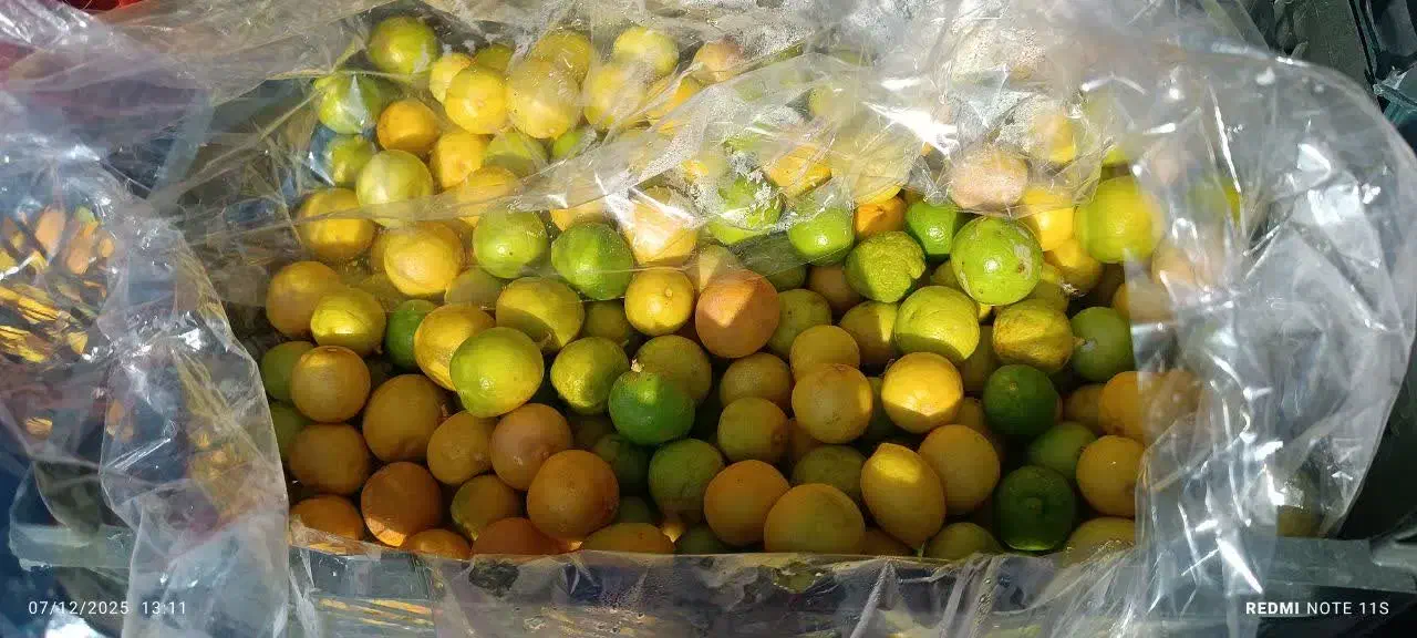 لیمو ترش باابگیری فقط امروز|خوردنی و آشامیدنی|قم, قلعه کامکار|دیوار