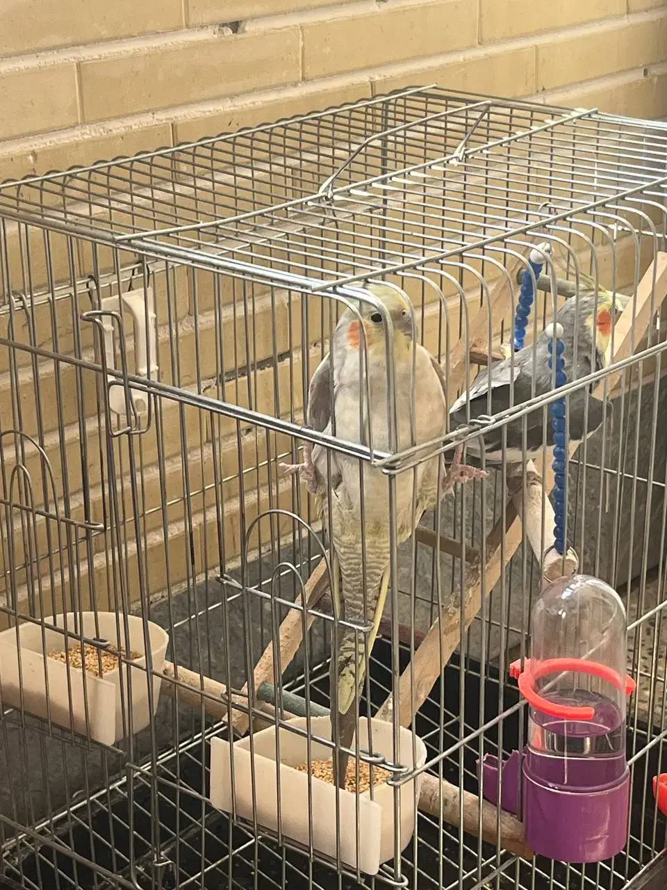 پرنده|پرنده|فولادشهر, B7|دیوار