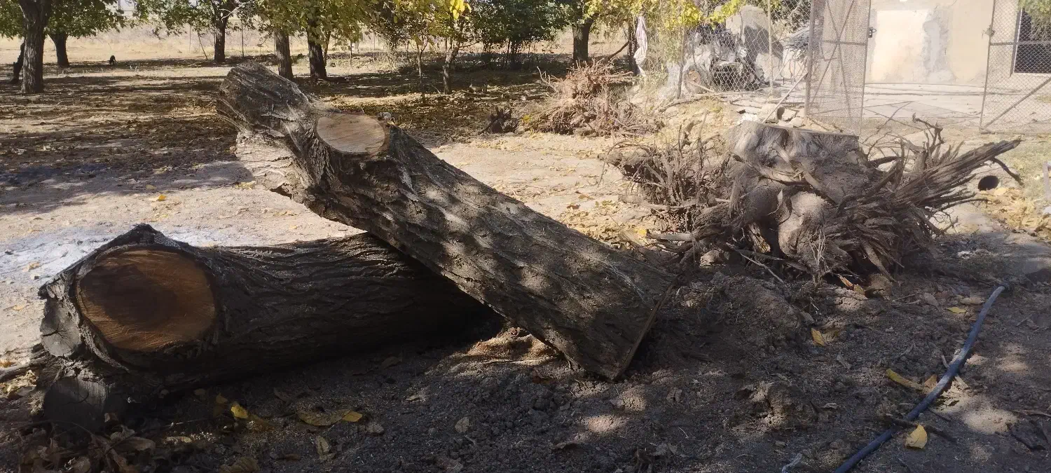 تنه درخت گردو|گل و گیاه طبیعی|سامن, |دیوار