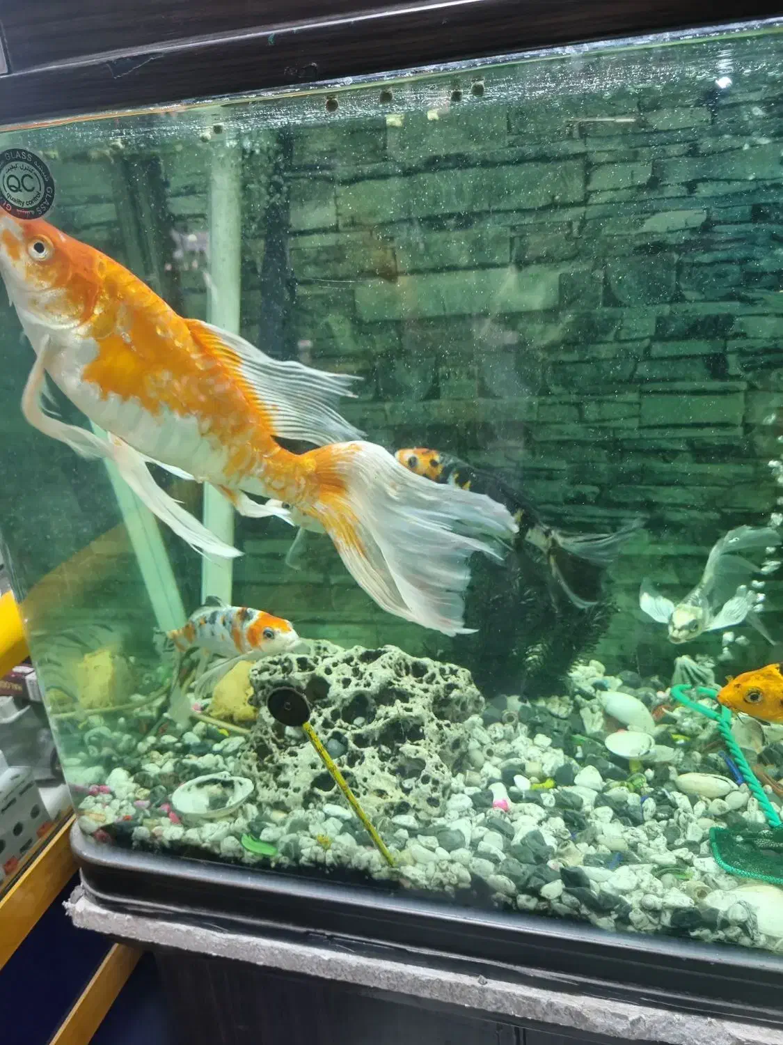 آکواریوم ماهیران|ماهی|اصفهان, شهرک صنعتی امیرکبیر (شاپور جدید)|دیوار