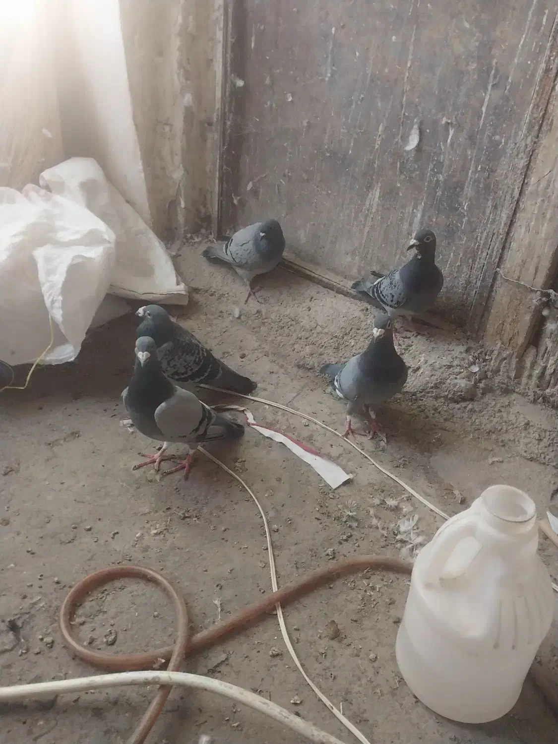 ۷عدد کبوتر مسافتی پلاکی|پرنده|مرند, |دیوار