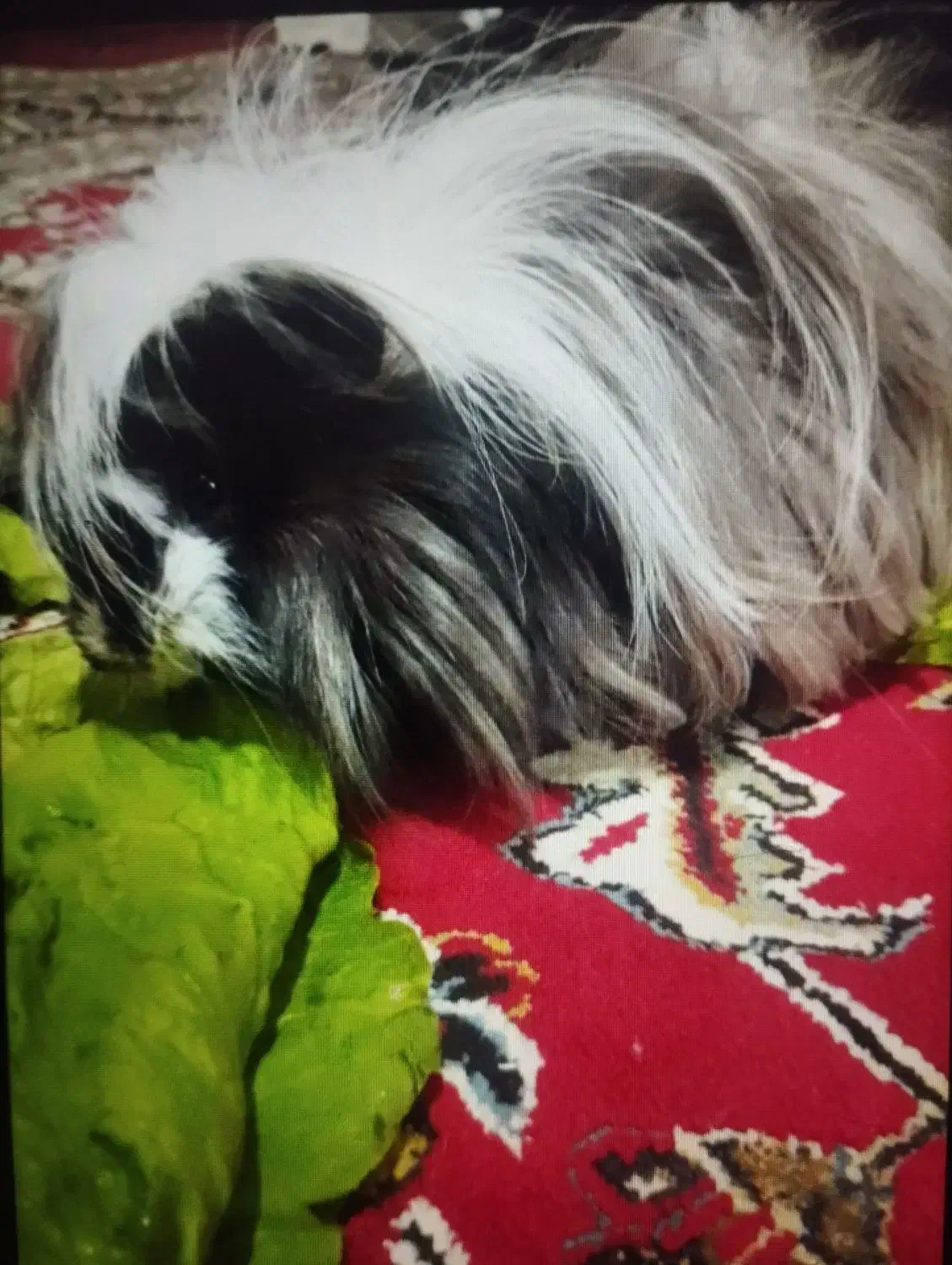 خوکچه هندی|موش و خرگوش|اقبالیه, |دیوار