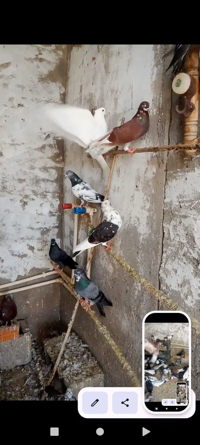 پرنده|پرنده|بندرعباس, |دیوار