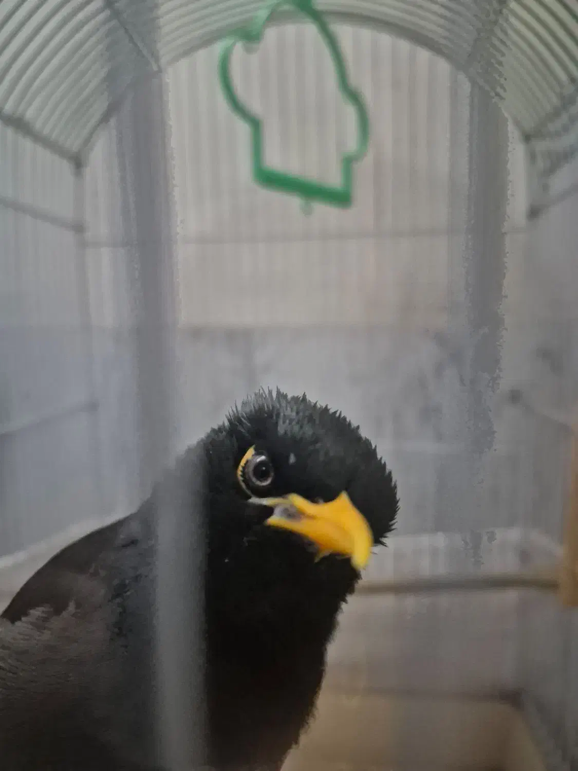 مرغ مینا|پرنده|تهران, خاک سفید|دیوار